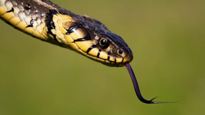 Why Do Snakes Flick Their Tongue? Ooh, That’s Why!
