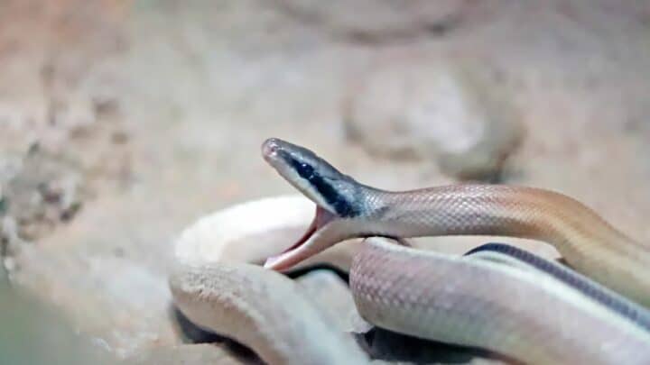 Why Do Snakes Yawn? I See!