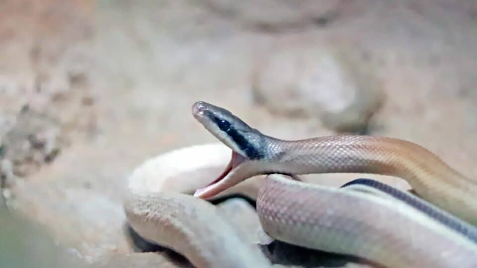 Why Do Snakes Flick Their Tongue? Ooh, That's Why!