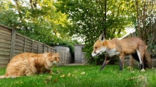 Will a Fox Eat a Cat