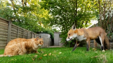 Will a Fox Eat a Cat? Maybe? Let’s See!