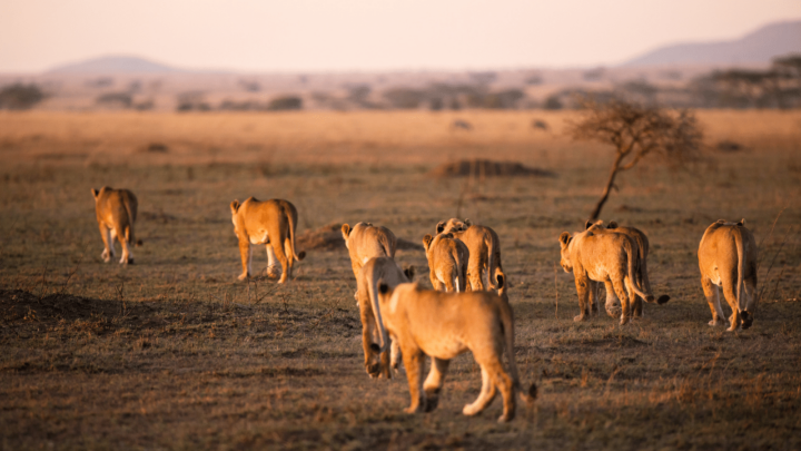 A pride of lions does not fear a hyena