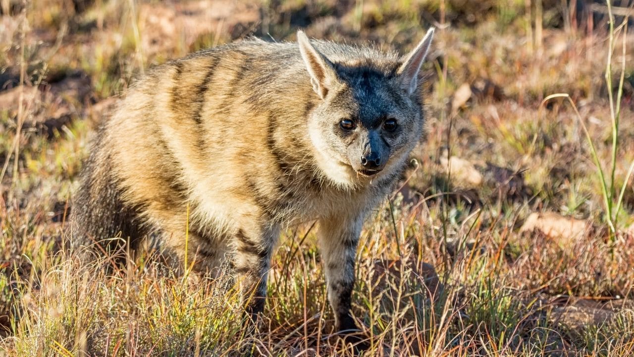 Aardwolf