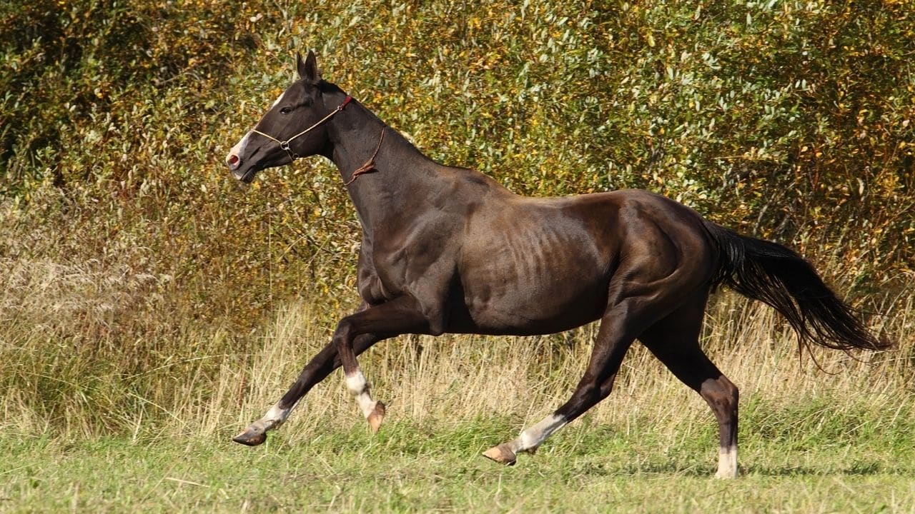 Akhal-Teke