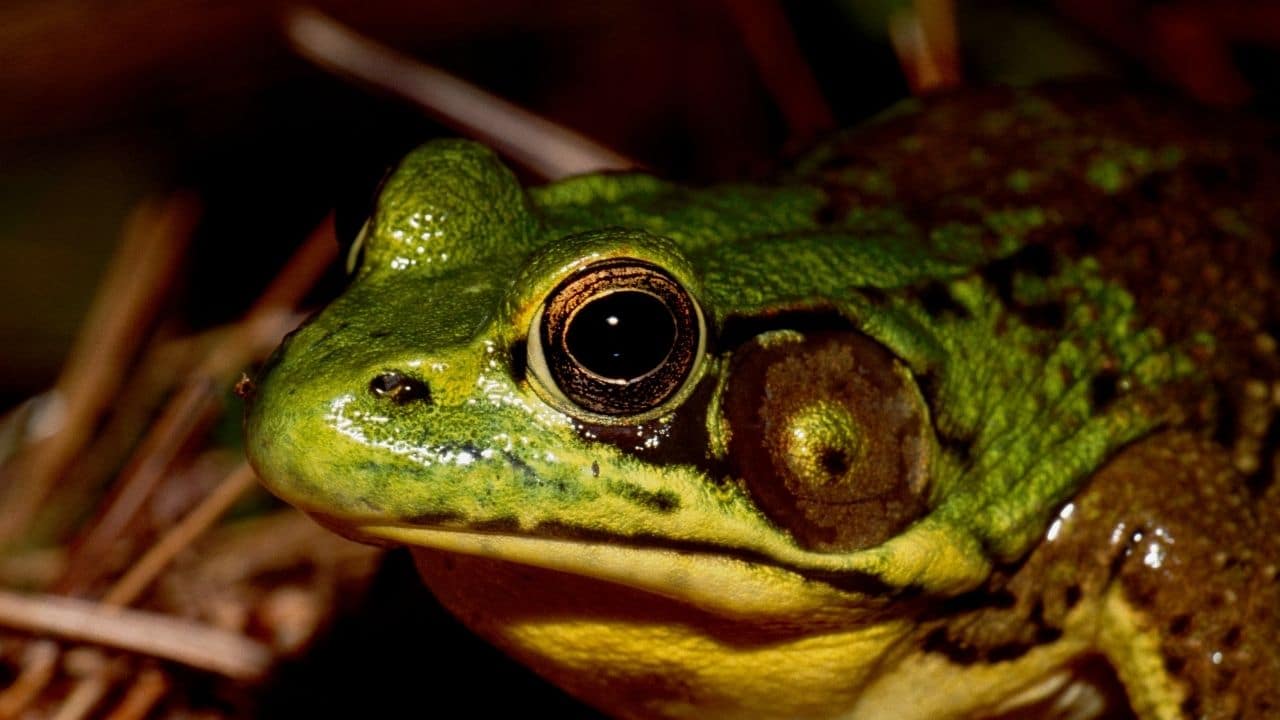 American Bullfrog