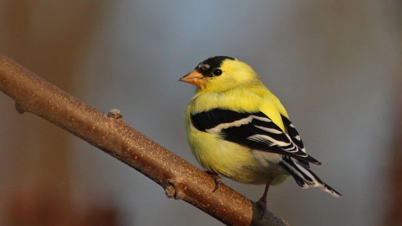 American Goldfinch