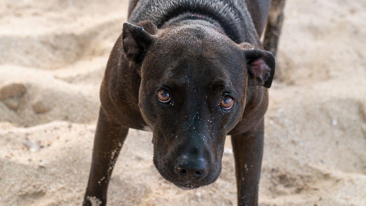 American Pitbull