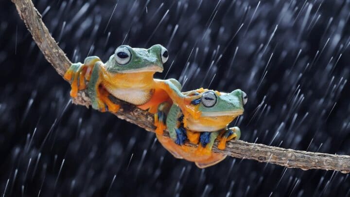 Animal Eating Frogs — 9 Frog-Loving Creatures
