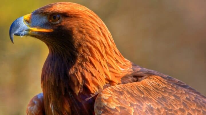 Animals Eating Eagles — Predators to Know