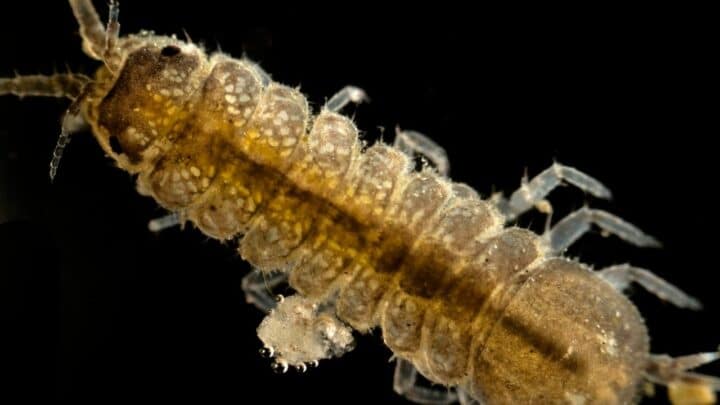 Aquatic Isopods — Revealed!