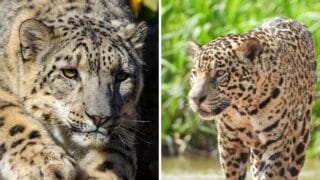 Are There Any Albino Leopards or Jaguars