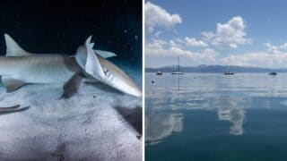 Are There Sharks in Lake Tahoe