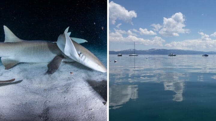 Are There Sharks in Lake Tahoe? Let’s See!