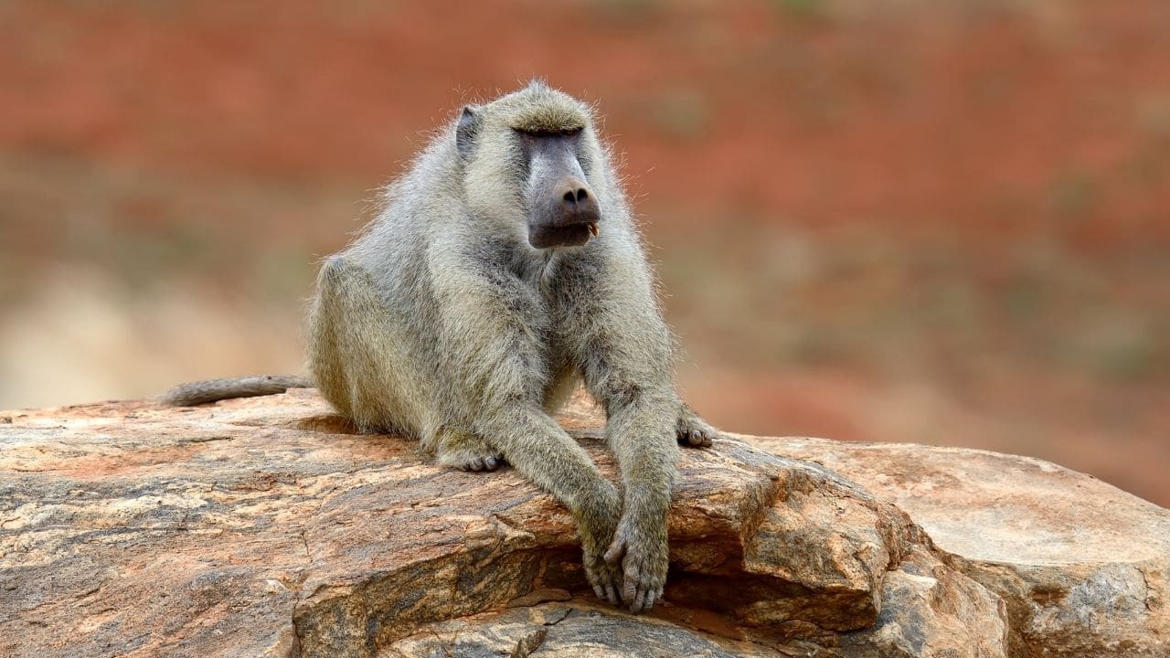 Baboons