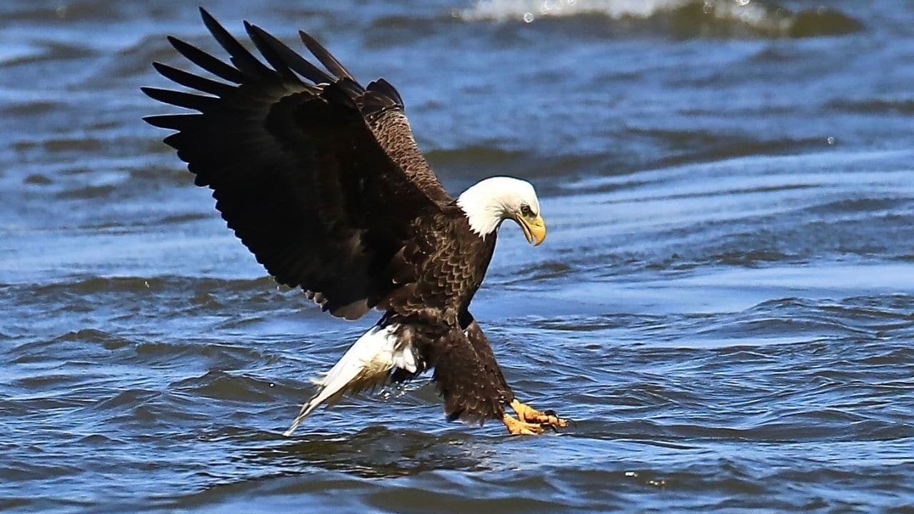 Bald Eagles