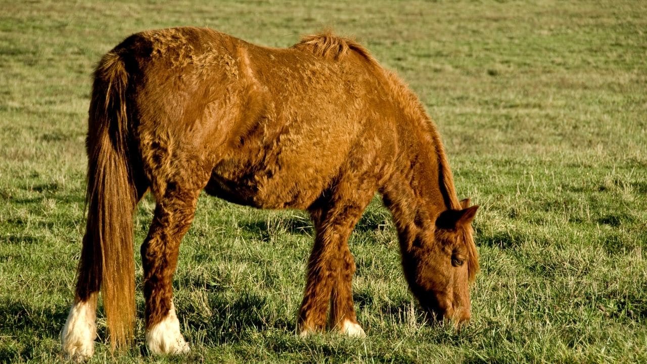 Bashkir Curly