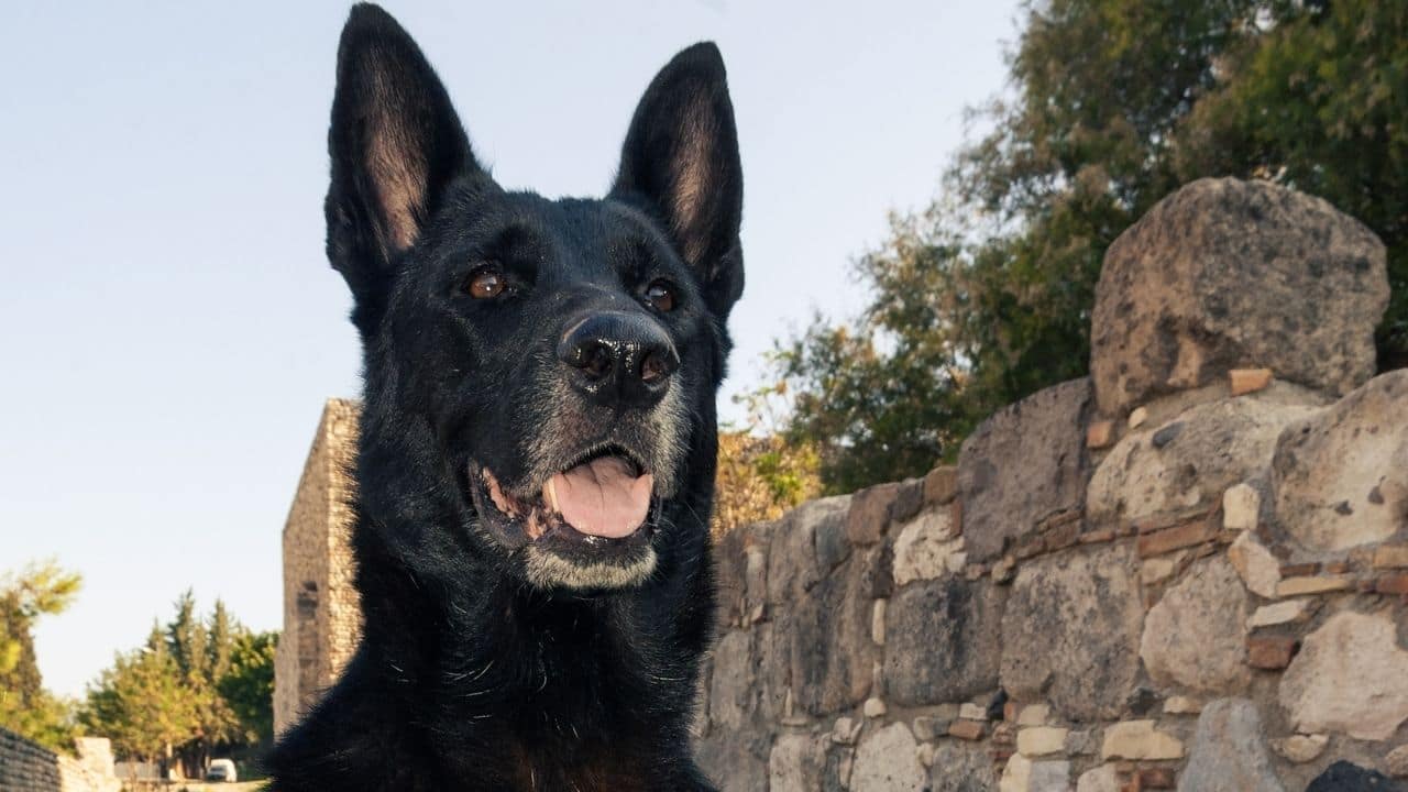 Belgian Malinois