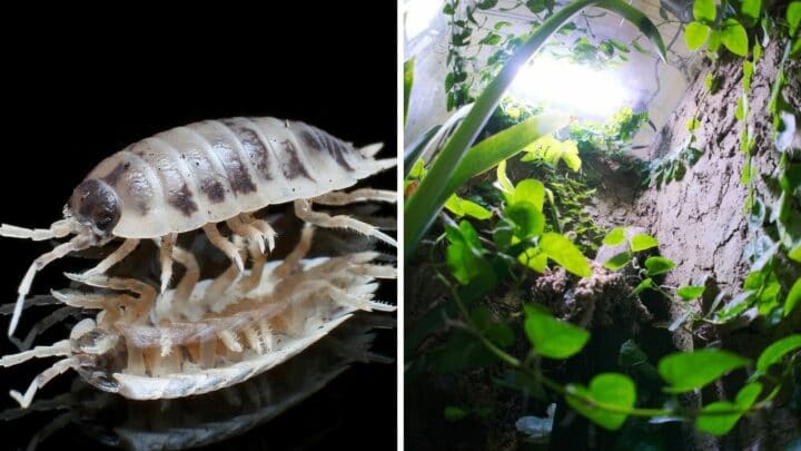 10 Best Isopods for a Vivarium