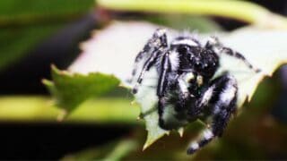 Black Spider with White Dot on its Back