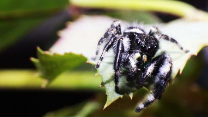 How Dangerous a Black Spider With a White Dot on its Back Is