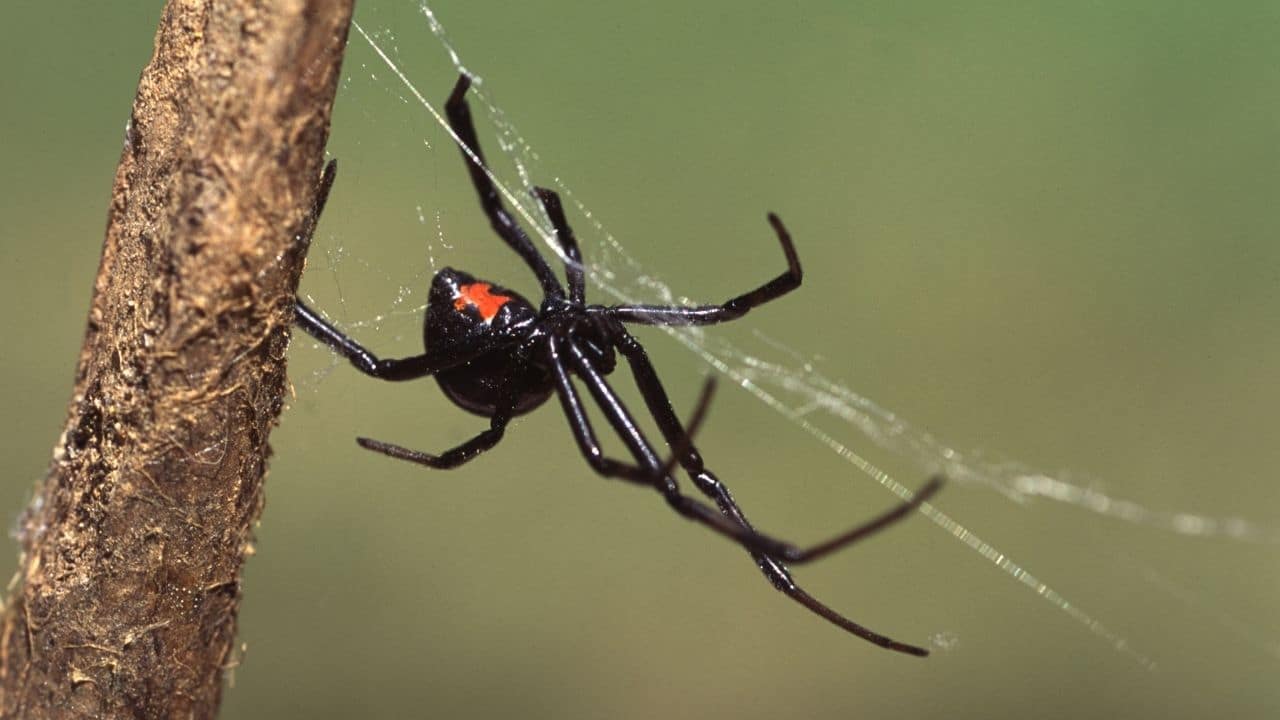 Black Widow Spider