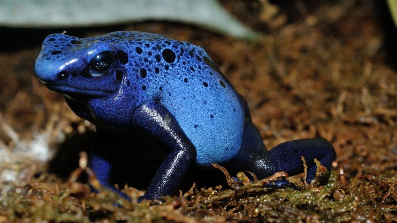 Blue Poison Dart Frog