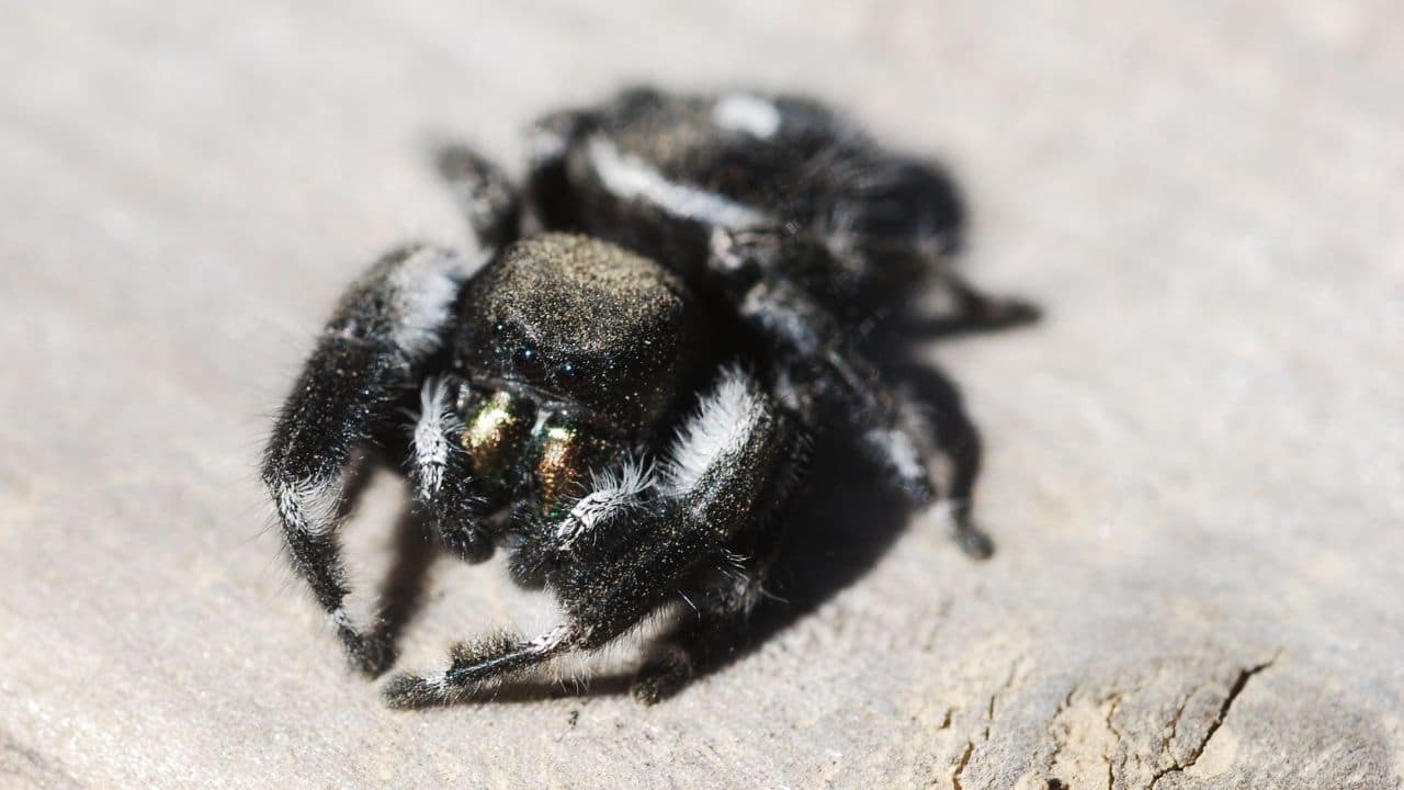 Bold Jumping Spider