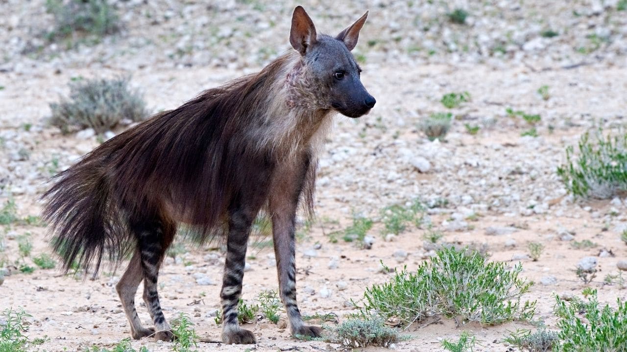 Brown Hyena