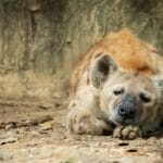Can You Keep a Hyena as a Pet