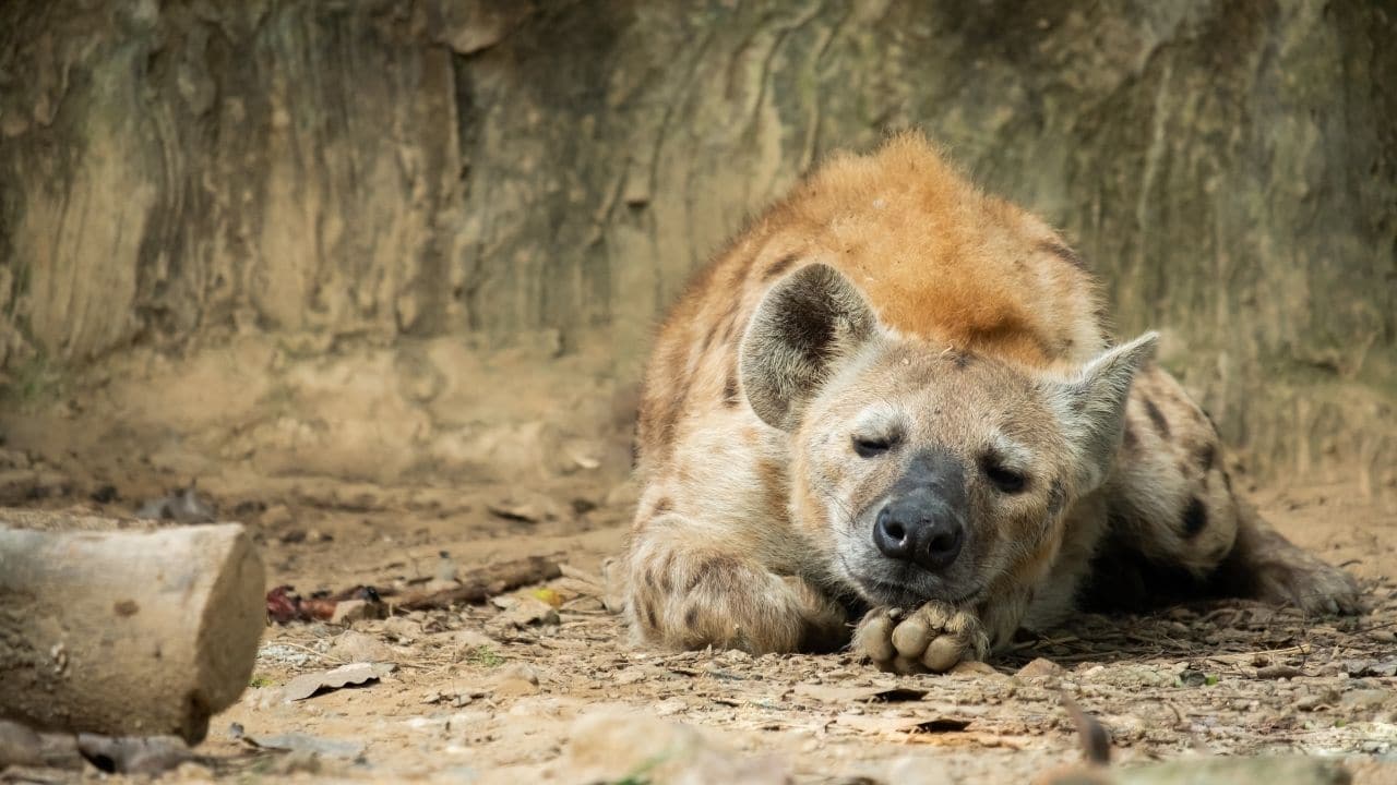 Can A Hyena Breed With A Dog