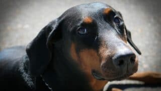 Can a Purebred Doberman Have Blue Eyes