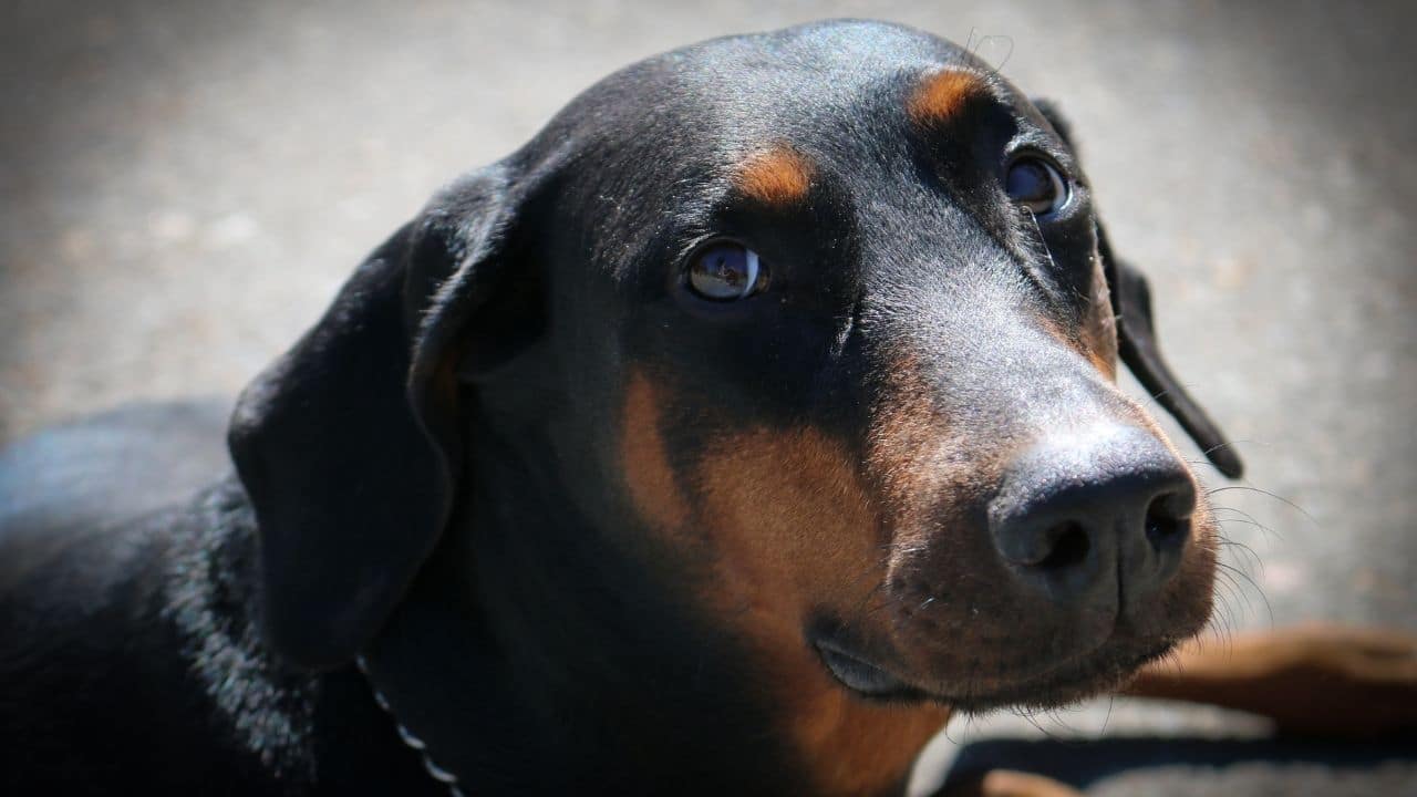 can a doberman be a seeing eye dog