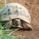 Can a Tortoise Technically Live Without Its Shell