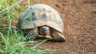 Can a Tortoise Technically Live Without Its Shell