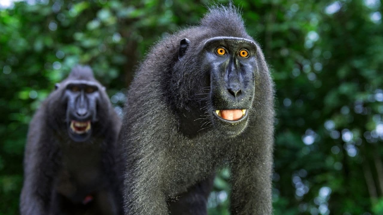 Celebes Crested Macaque