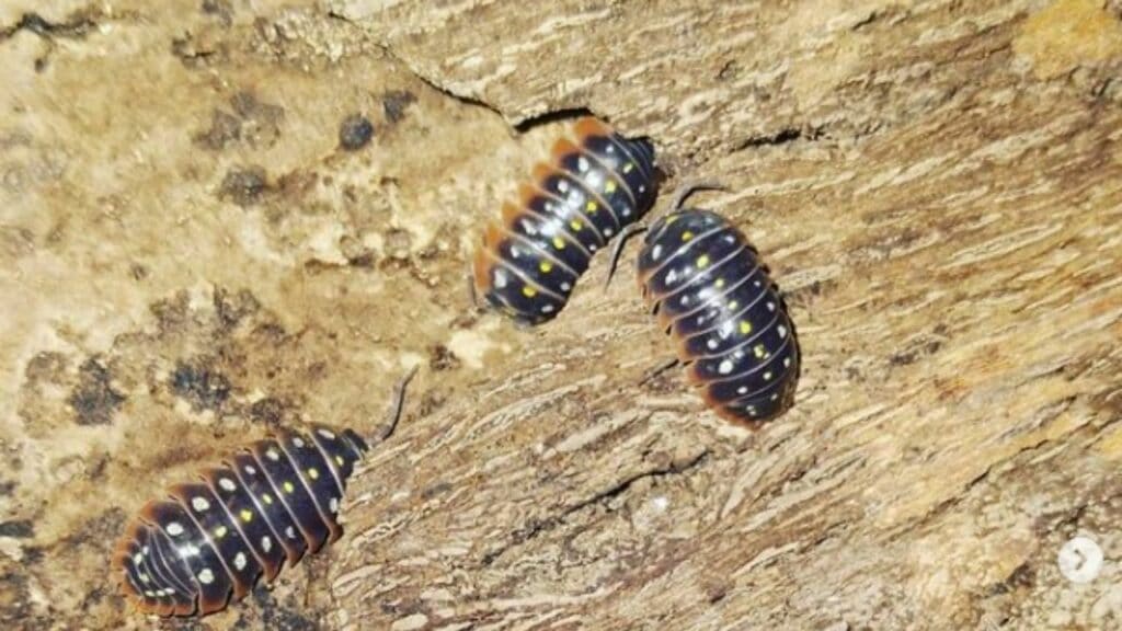 10 Best Isopods for a Vivarium