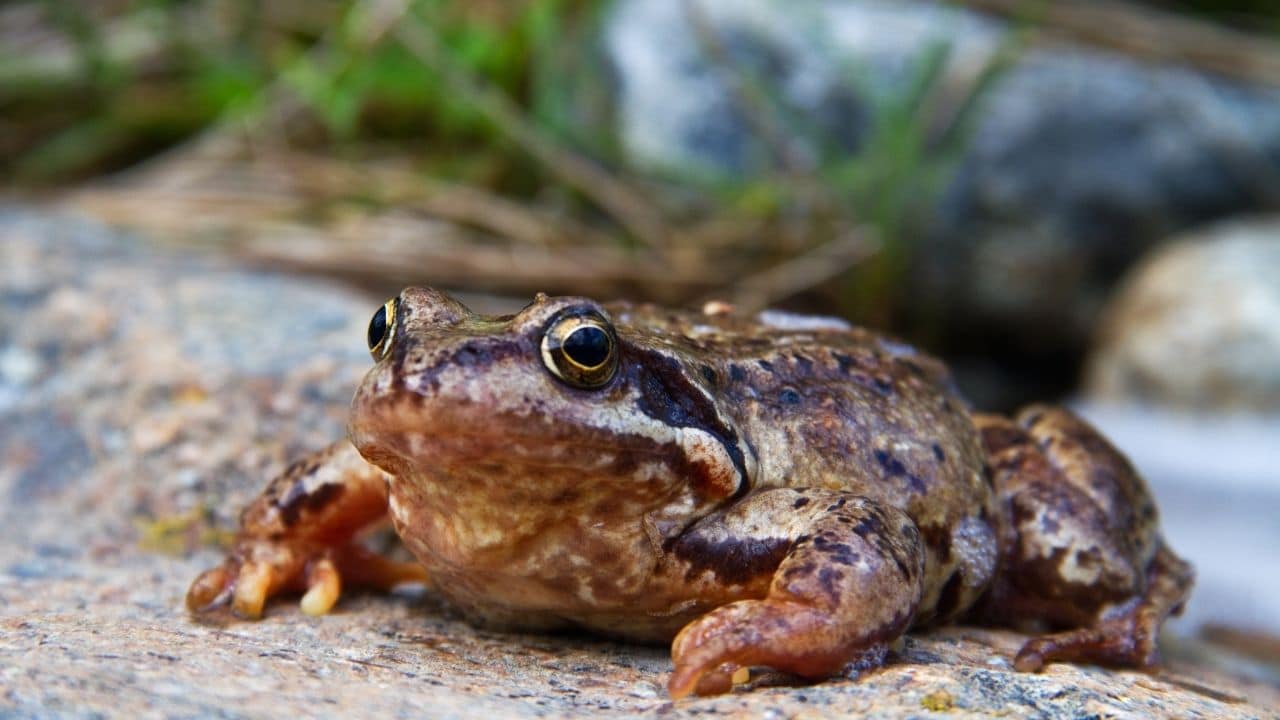 Common Frog