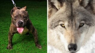 Could a Pitbull Take on a Wolf in a Fight