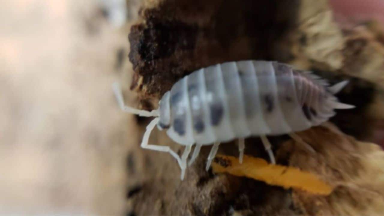 Dairy Cow Isopods