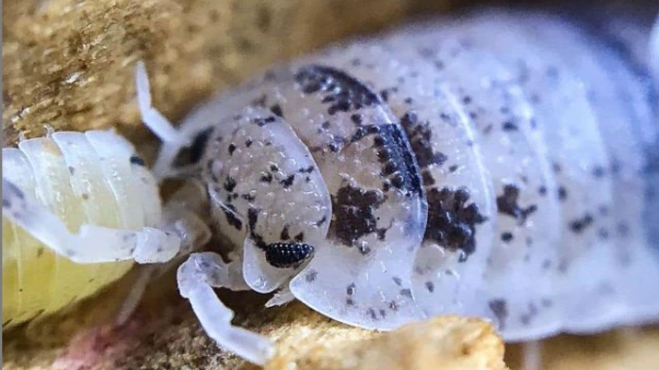 Dalmatian Isopod