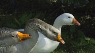 Do Geese Have Teeth