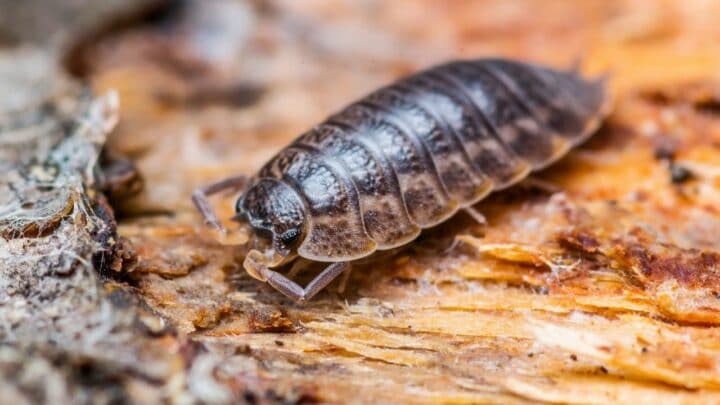 Do Isopods Bite? Ooh!