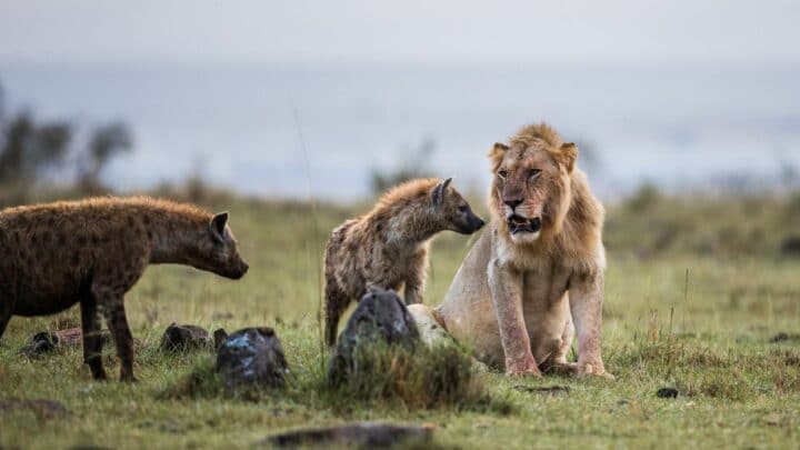 Do Lions Eat Hyenas? Interesting!