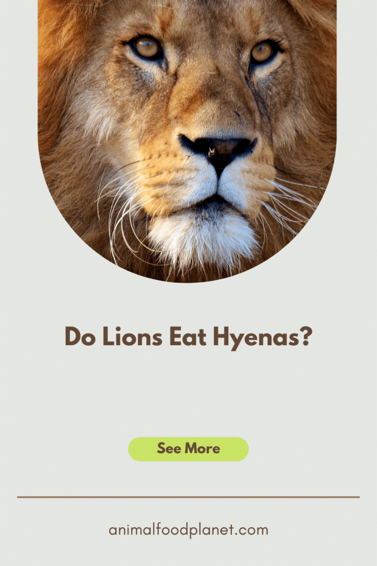 Do Lions Eat Hyenas