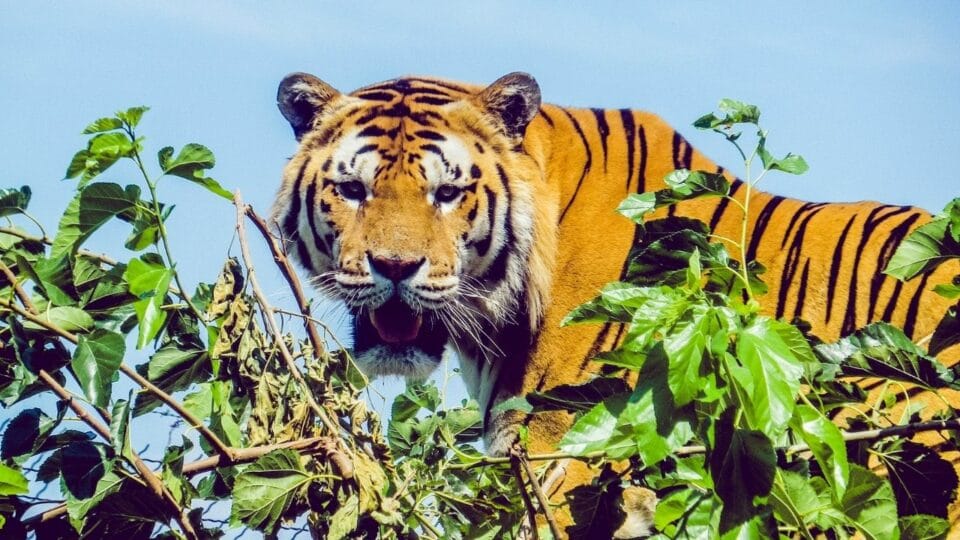 Do Tigers Climb Trees? Really?