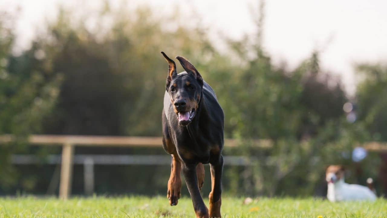 Doberman