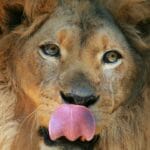 Does a Lion’s Tongue Hurt your Skin When it Licks You
