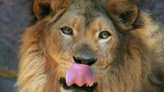 Does a Lion’s Tongue Hurt your Skin When it Licks You