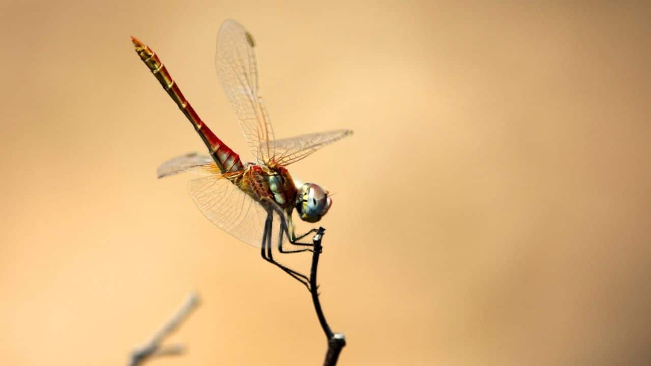 Dragonflies