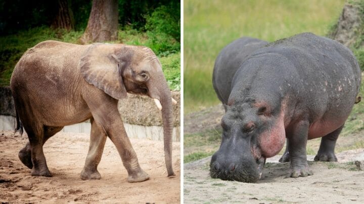 Who Wins in a Fight Between Elephants and Hippos – Ooh!